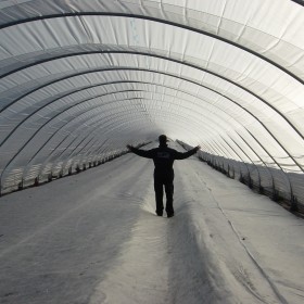 Haygrove polytunnels 